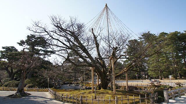 /sv-kenroku/gazo640/gazo20130316/asahizakuraDSC07948.JPG