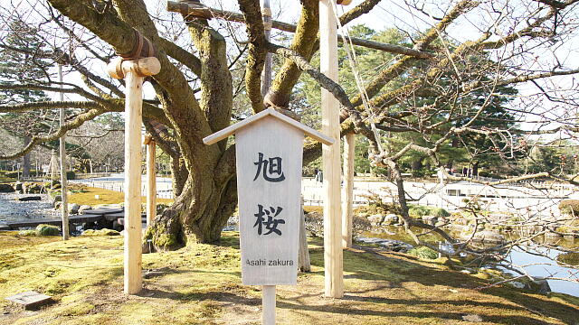 /sv-kenroku/gazo640/gazo20130316/asahizakuraDSC07949.JPG
