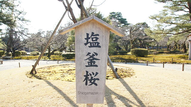 /sv-kenroku/gazo640/gazo20130316/shiogamazakuraDSC07980.JPG